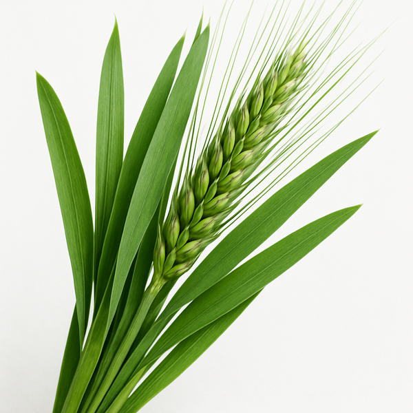 Barley Leaf
