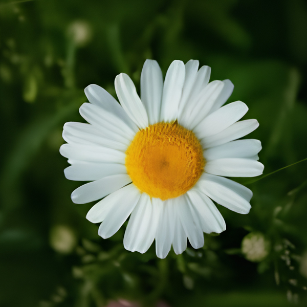 Chamomile