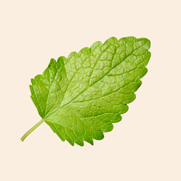 Lemon Balm