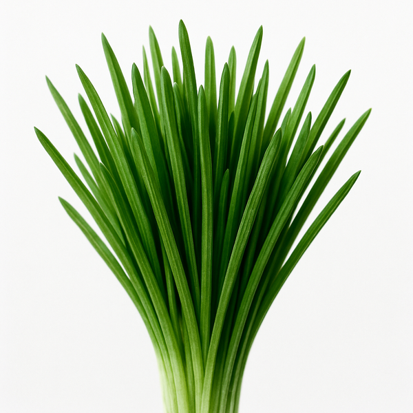 Chlorella