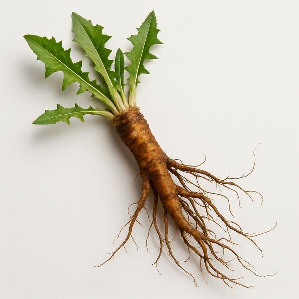 Dandelion Root