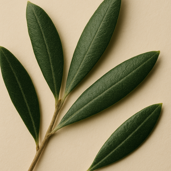 Olive Leaf