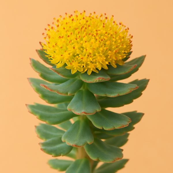 Rhodiola rosea