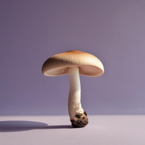 Shiitake