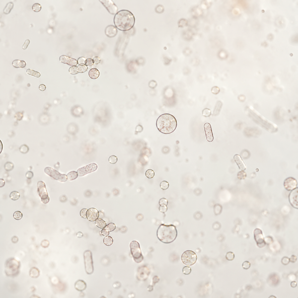 Lactobacillus acidophilus