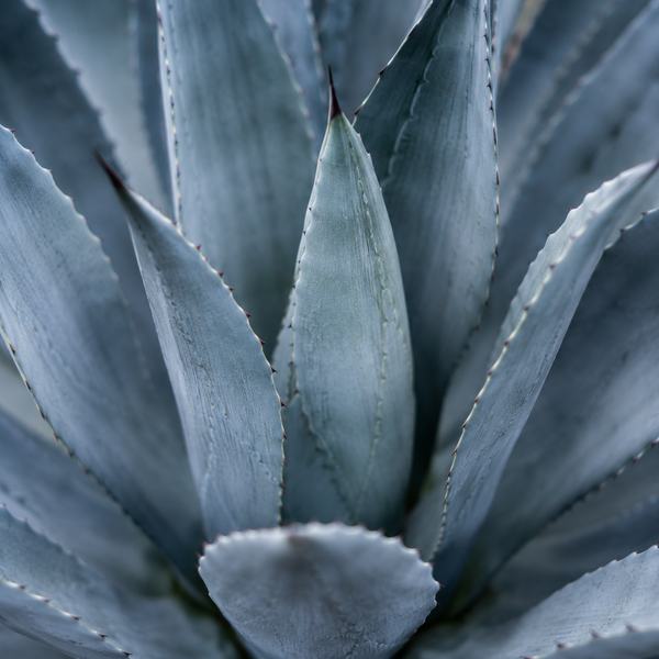 Agave Inulin