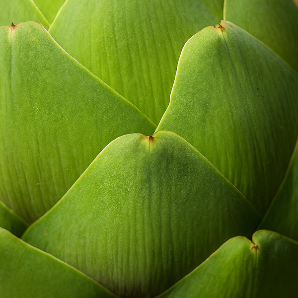 Artichoke Leaf