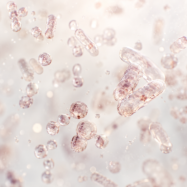 Bacillus coagulans