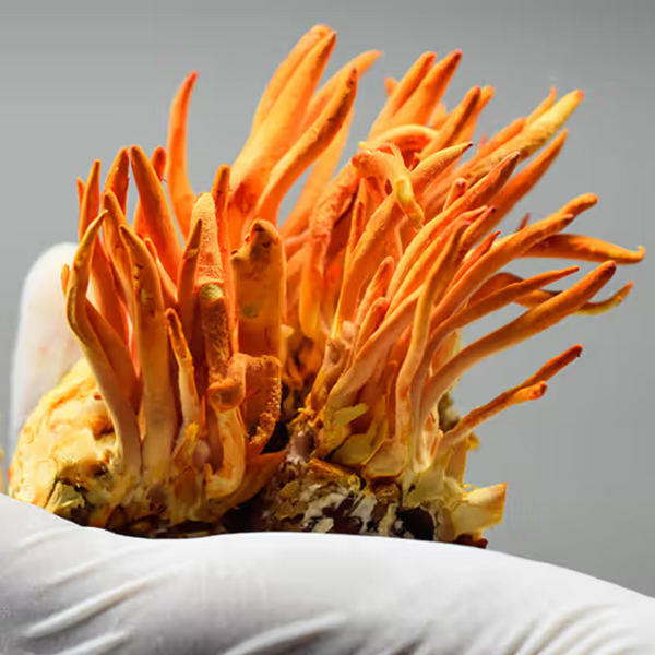 Cordyceps