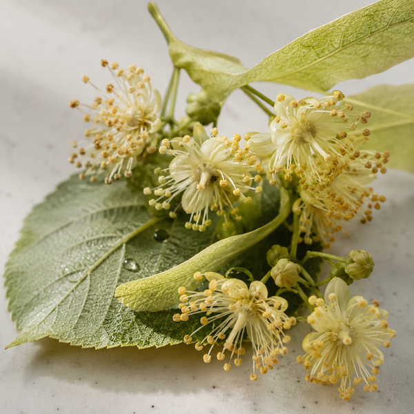Linden Flower