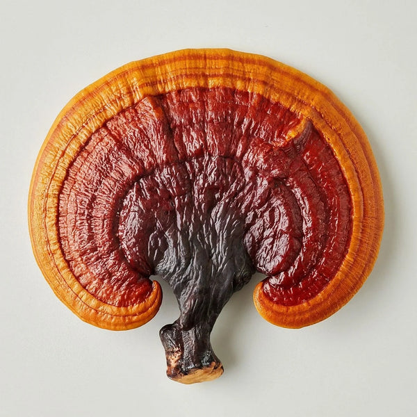 Reishi