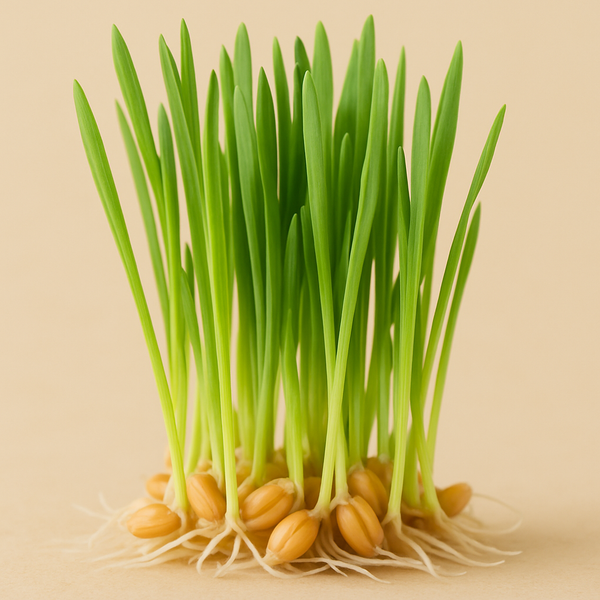 Wheatgrass